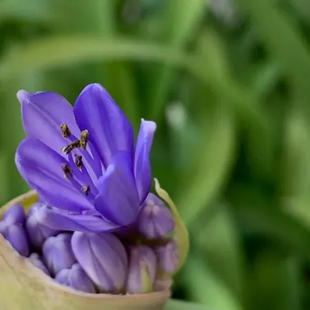 Casa Vacanze Lido Sant'angelo *